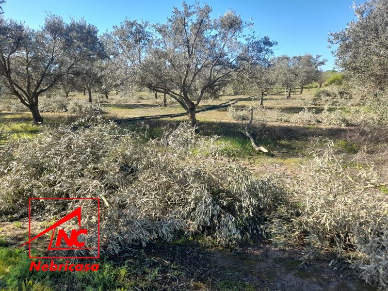 Foto a3d932d1-1f74-4972-9967-f4ac109d743f. Residential plot in Lebrija