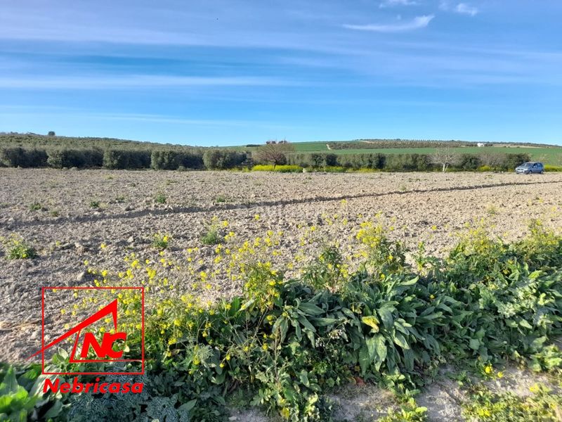 Foto b5af6aac-4103-402d-a919-3c39b391546d. Residential plot in Lebrija