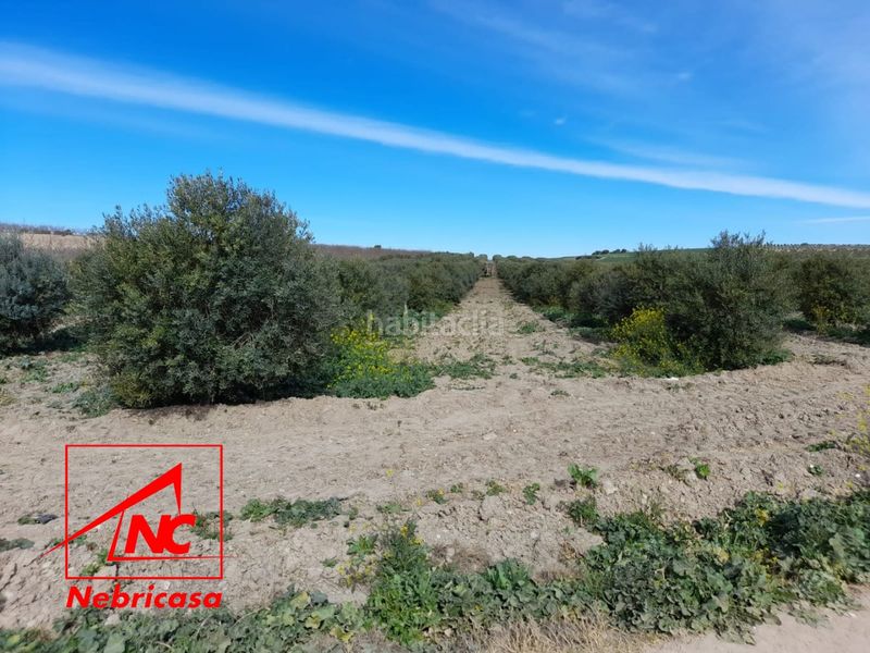 Foto ca82c83b-b356-4382-93b3-b8efe4bb6b21. Residential plot in Lebrija