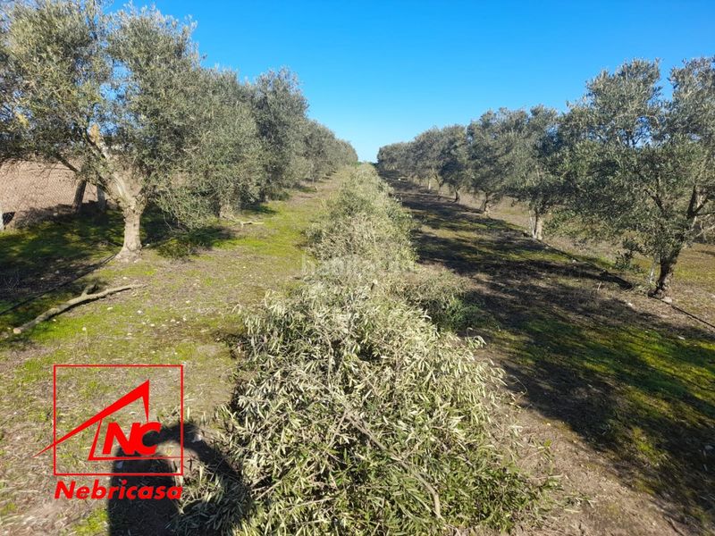 Foto d0c8a52c-2a9f-40ab-82f7-26e1542c369d. Residential plot in Lebrija