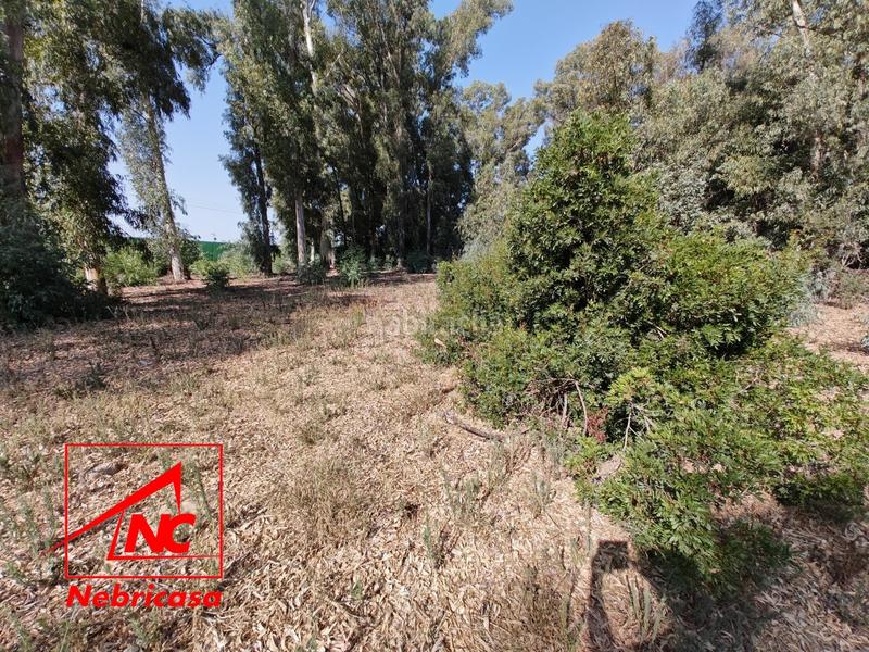 Foto 65a1fd1a-ed97-443d-be9d-3b74ce4486e9. Casa finca de 4.090 m con vivienda de 200 m rodeada de naturaleza en La Jarase vende amplia finca de 4.090 m con vivienda de 200 m, sit en Sanlúcar de Barrameda