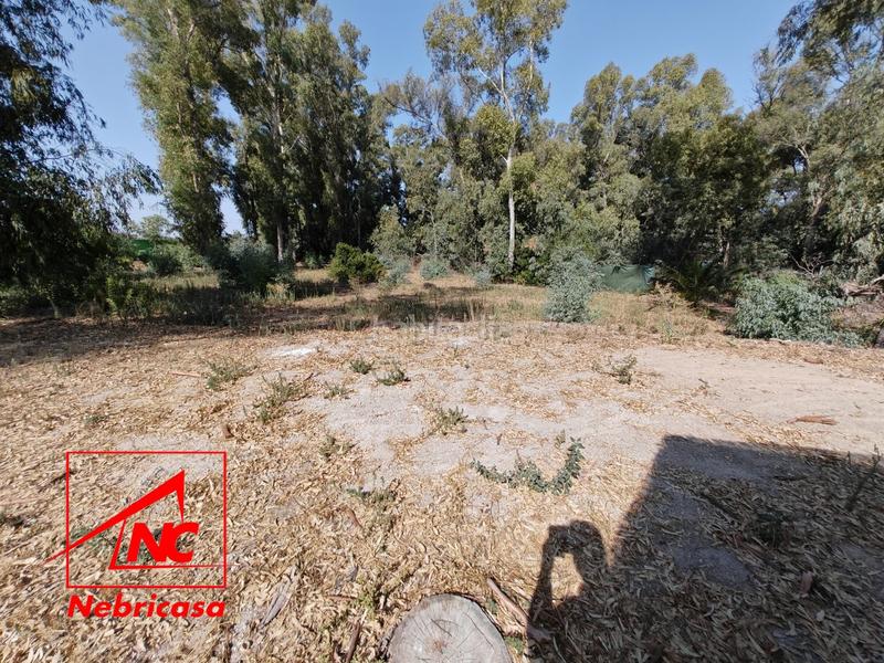 Foto 8ac12bf8-6c90-4a80-b09f-8f90fdd1763f. Casa finca de 4.090 m con vivienda de 200 m rodeada de naturaleza en La Jarase vende amplia finca de 4.090 m con vivienda de 200 m, sit en Sanlúcar de Barrameda