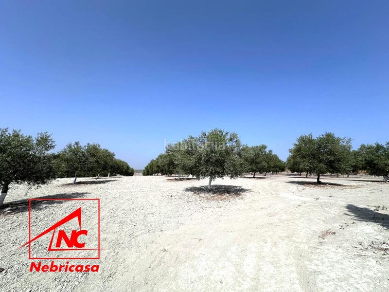 Foto 430a6549-f4d0-418d-b00e-a6b8a67dfdfe. Masía oportunidad finca rústica de 14.064 m con vivienda, olivar y múltiples instalaciones a solo 3 minutos del pueblo.se vende esta mag en Lebrija