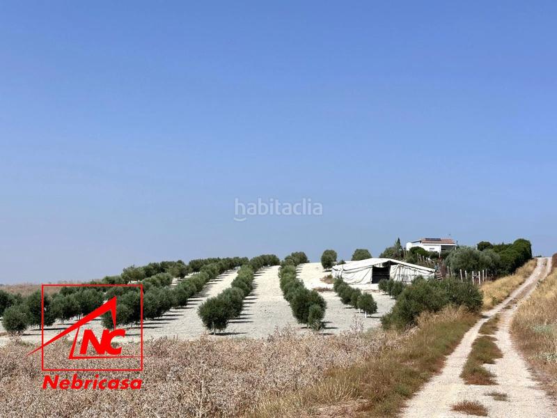 Foto c3a608be-a9bf-41b0-aa10-96d470140763. Masía oportunidad finca rústica de 14.064 m con vivienda, olivar y múltiples instalaciones a solo 3 minutos del pueblo.se vende esta mag en Lebrija