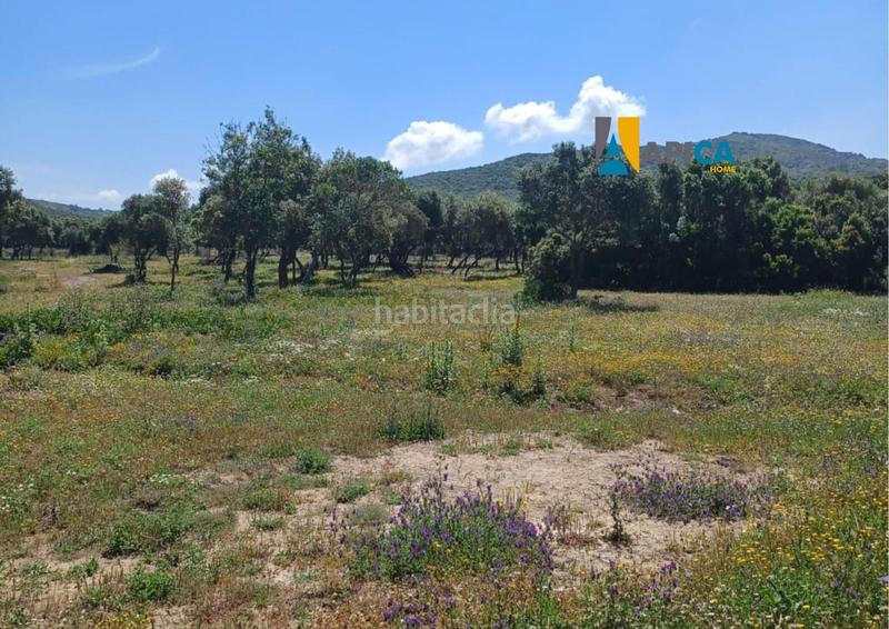 Foto 2fe769fa-dce2-4391-b787-61bd5b93da91. Fondo rustico in Medina Sidonia