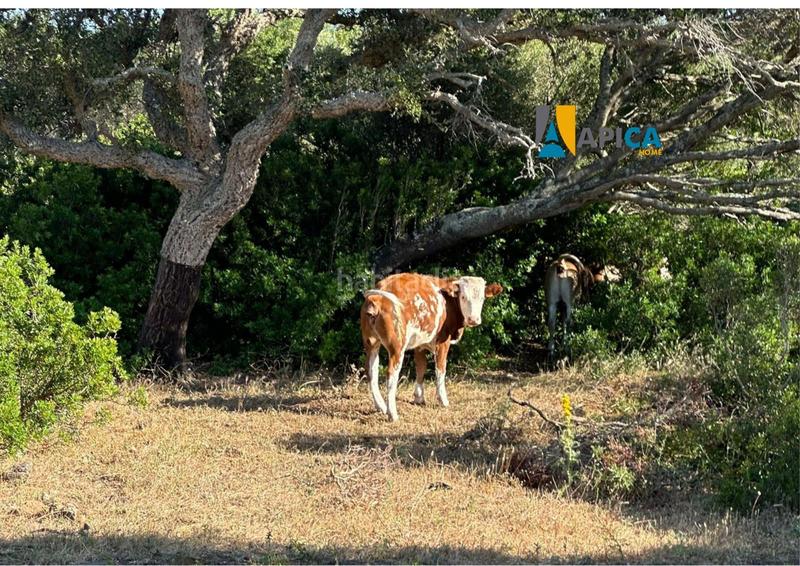 Foto 57575239-45da-4b01-8314-02bed4cc9aed. Fondo rustico in Medina Sidonia