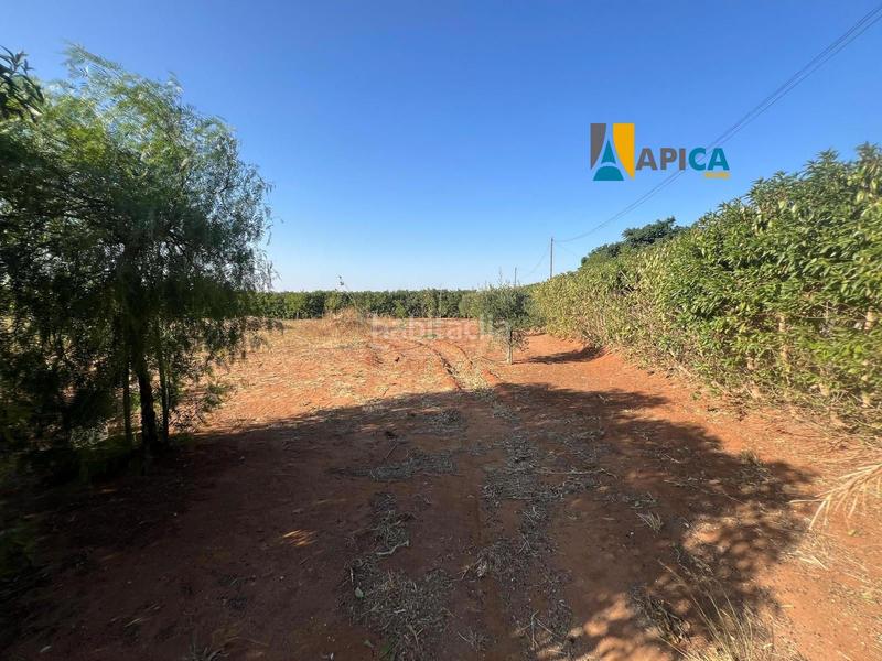 Foto 63e1010a-d35a-40ab-8ade-35b6f237505d. Finca rústica a Barrio Nuevo Conil de la Frontera