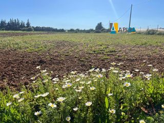 Finca rústica a Roche. Parcela rústica vallada de 3.116 m en conil