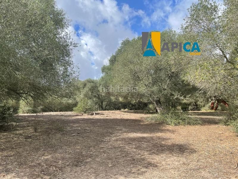 Foto 4572ca47-a643-4dd9-91b4-bd76c7a40020. Finca rústica a Vejer Vejer de la Frontera