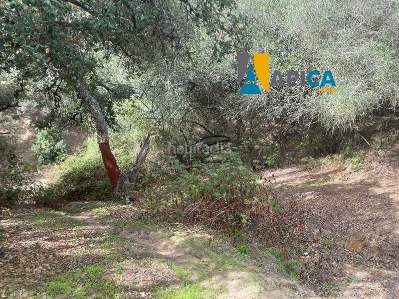 Foto b9b4b49a-2881-47c7-a0fc-9d2f30eb9261. Finca rústica a Vejer Vejer de la Frontera