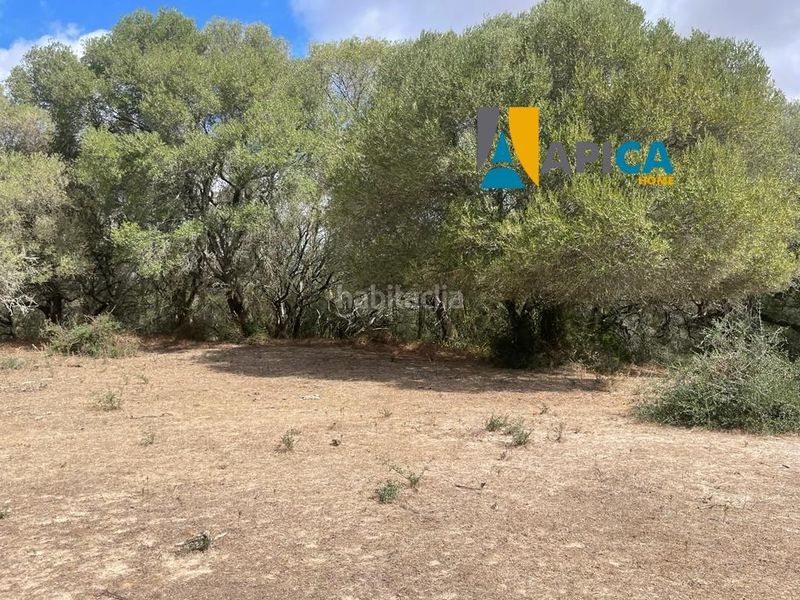 Foto cdd8f205-201a-4cbd-9603-2ea8b74c7a5c. Finca rústica a Vejer Vejer de la Frontera