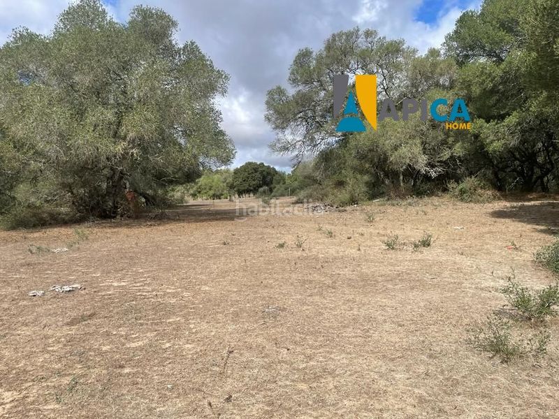 Foto dba47ea5-4af4-41bc-ace2-ff39fb6fa4e1. Finca rústica a Vejer Vejer de la Frontera