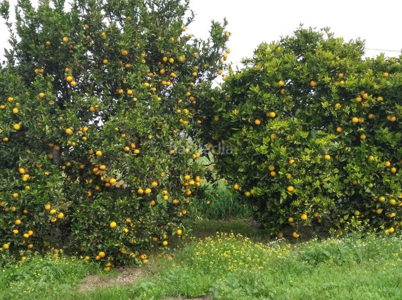 Foto bc5b8814-7aee-4d75-a2be-3c196d77d91f. Finca rústica a Barbate Barbate