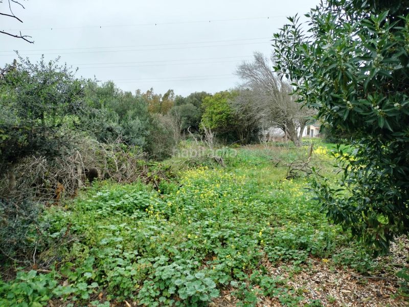 Foto 12774a7d-179c-4d81-b942-3162f6bbb9c0. Finca rústica a Pelagatos - Pago del Humo Chiclana de la Frontera