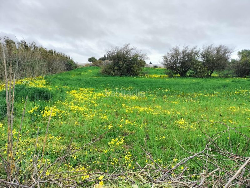 Foto d492a173-d432-48e7-aea2-54e251e9ce99. Finca rústica a Pelagatos - Pago del Humo Chiclana de la Frontera