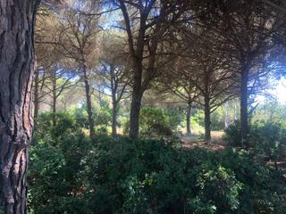 Finca rústica a Conil. Parcela rústica en el pinar de roche