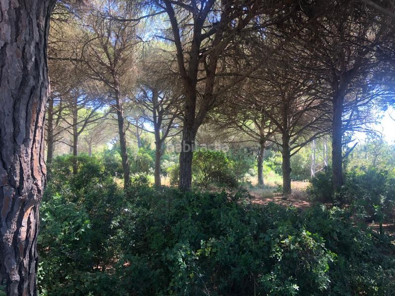 Foto f78d931a-6f1d-41a4-8423-4349aeefe5bd. Fondo rustico in Conil Conil de la Frontera