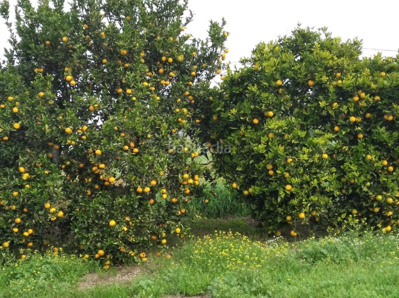 Foto fc38b506-e3b4-46ba-9247-ef4b7185d616. Finca rústica a Barbate Barbate