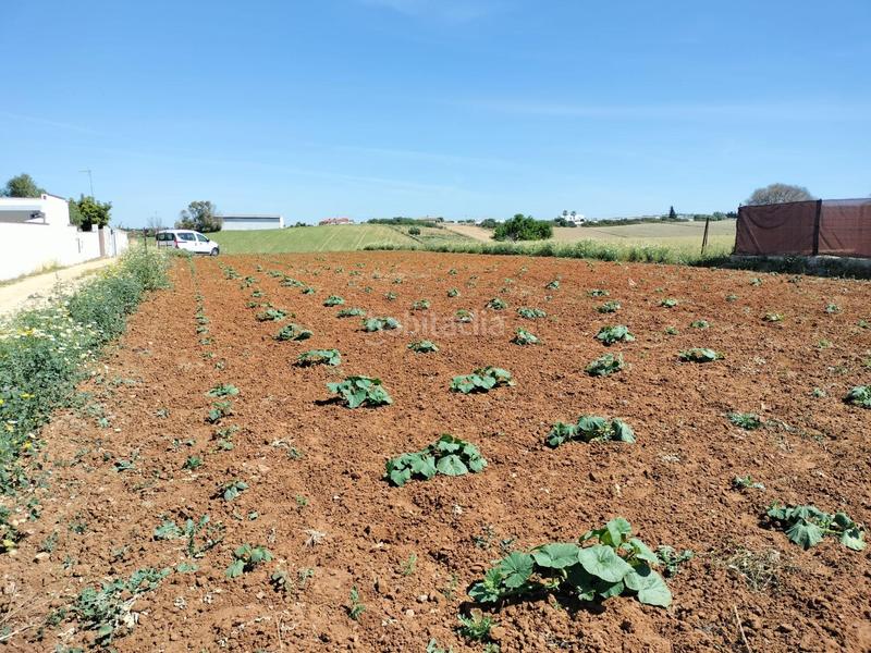 Foto 381015c1-9d7b-4504-afbe-a6f5f28927cd. Finca rústica a Conil Conil de la Frontera