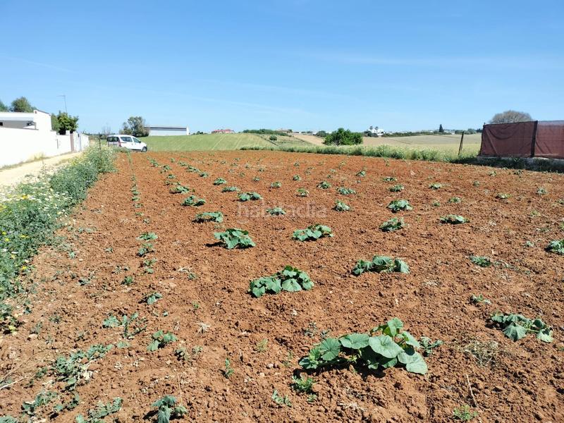 Foto c4db652d-da82-4f1c-ac8b-b45753cff1c8. Finca rústica a Conil Conil de la Frontera