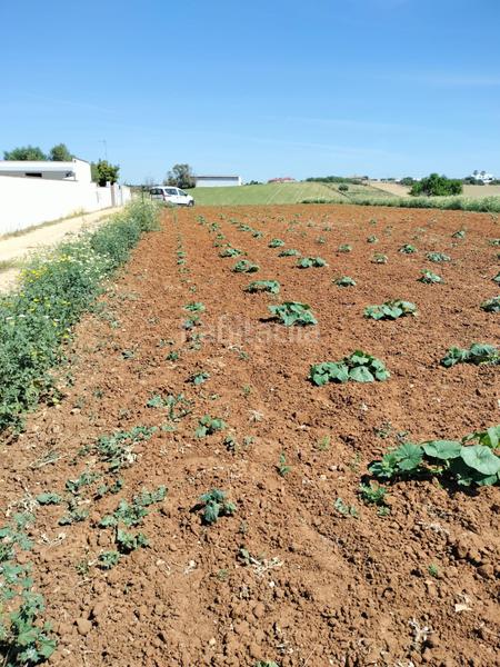 Foto d771cc26-fa43-4d96-af7e-8b163023d6d8. Finca rústica a Conil Conil de la Frontera