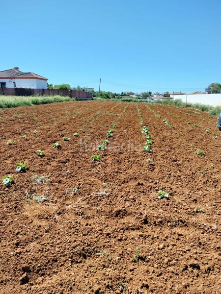 Foto ee973de9-2916-4387-8208-b06f81e17afa. Finca rústica a Conil Conil de la Frontera