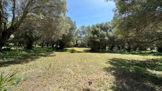 Terreno residenziale in Barbate