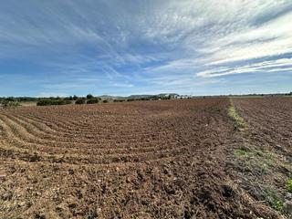 Finca rústica a El Palmar. Gran terreno rustico en el palmar