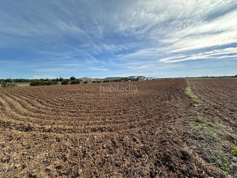 Foto 4fa904c9-9a64-4c4c-a8f1-6918b26acd4b. Finca rústica gran terreno rustico en El Palmar en Vejer de la Frontera