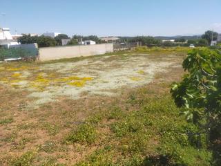 Terreny residencial a Conil. Parcela rústica  en conil de la fronteradiseminado pradillo