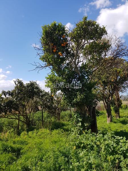 Foto 4e3640b1-e728-42af-b0b4-b103a5b91add. Finca rústica terreno rústico con casa zona el soto. en Barbate