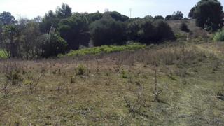 Finca rústica a Vejer. Estupenda parcela rústica entre vejer y benalup