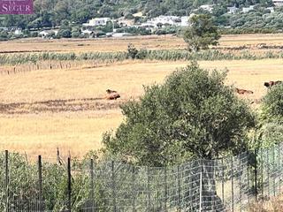 Finca rústica a Barbate. Parcela rústica ideal para caballos, ganado.