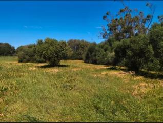 Masia a Barbate. Cortijo andaluz en barbate