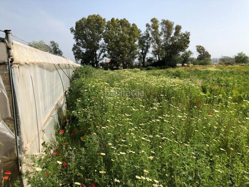 Foto 0907c094-0f40-4443-801d-426c1a16eade. Finca rústica bonita parcela rústica con invernadero en Barbate