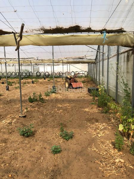 Foto 0f2be0be-59e6-4778-a01f-9a8dd58a575c. Finca rústica bonita parcela rústica con invernadero en Barbate