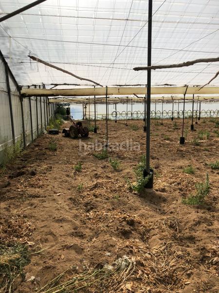Foto a8b0ec58-24d5-49c9-9b95-c4194245e3bd. Finca rústica bonita parcela rústica con invernadero en Barbate
