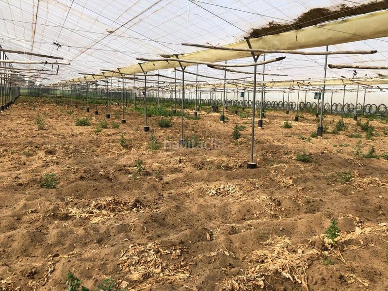 Foto b0fa9a34-df3c-45e8-9018-263ba29cde4d. Finca rústica bonita parcela rústica con invernadero en Barbate