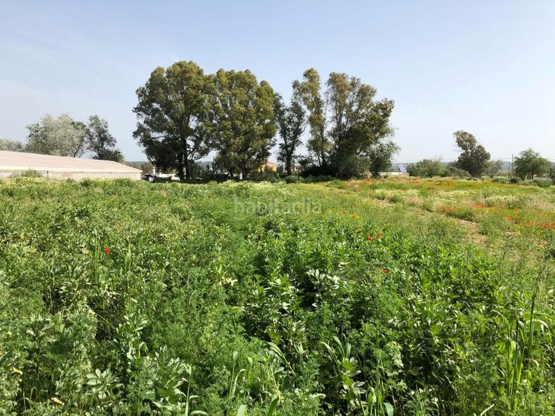 Foto b9d20df2-753a-4c70-8cdc-3d316654dbe5. Finca rústica bonita parcela rústica con invernadero en Barbate