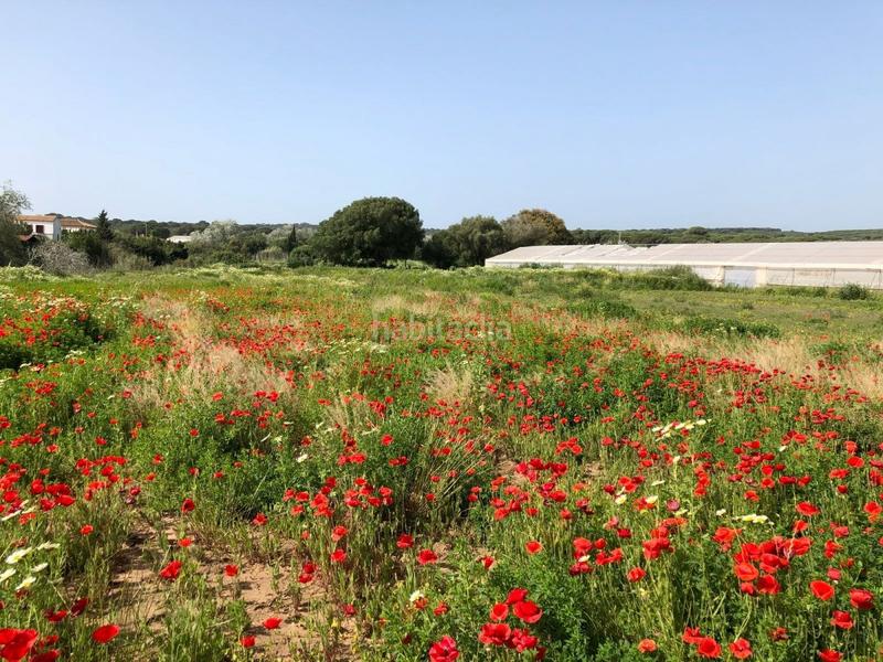 Foto c678514c-2744-4aa6-b0d2-d14e98554374. Finca rústica bonita parcela rústica con invernadero en Barbate
