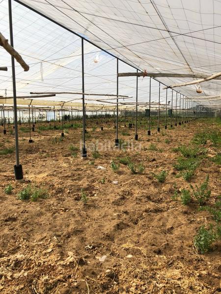 Foto e8b4a308-4819-4c01-93e6-cdd4dbaf6439. Finca rústica bonita parcela rústica con invernadero en Barbate