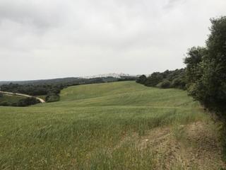 Finca rústica a Vejer. Bonita parcela  rústica con vistas