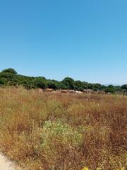 Propriété à Medina - Sidonia. Parcela rústica