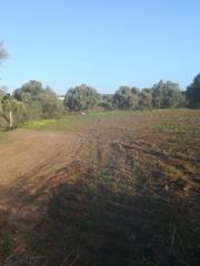 Finca rústica a La Muela. Parcela rústica de 5300 metros en la muela