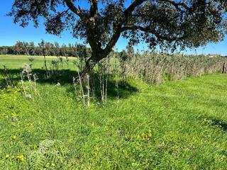 Finca rústica a Vejer. Parcela rústica de regadío en los libreros vejer