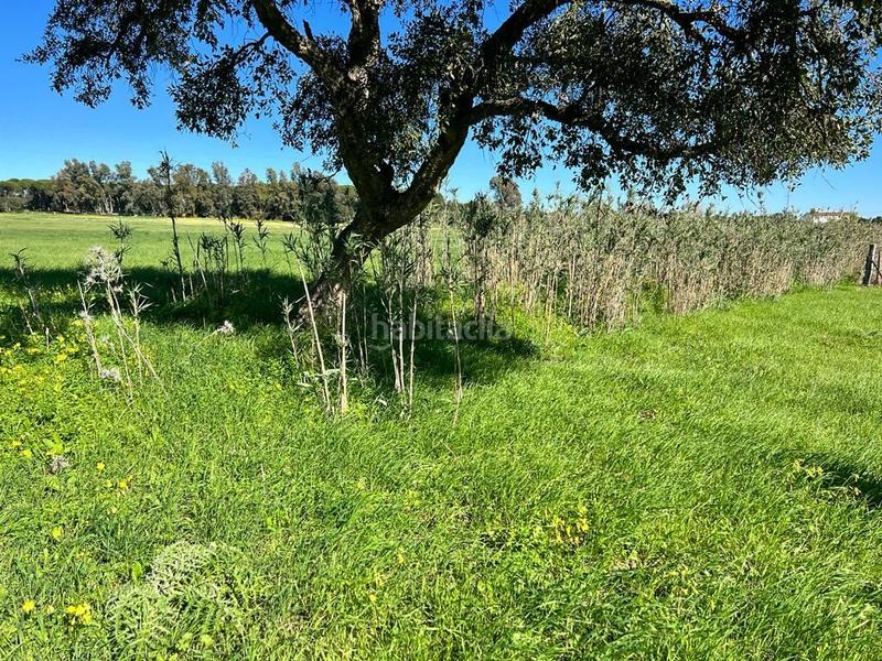 Foto 040ed7f6-3468-42fe-a92d-8f1e4e737bd6. Fondo rustico in Vejer Vejer de la Frontera