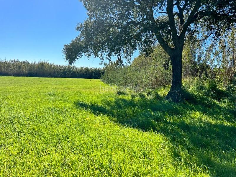 Foto 520f02f8-569a-4549-a79c-0e2d8d45ddc7. Fondo rustico in Vejer Vejer de la Frontera