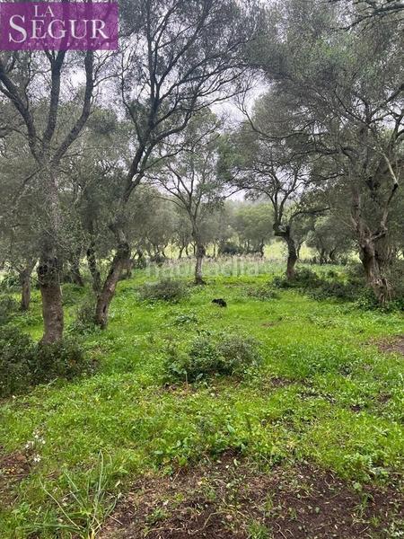 Foto 64bd8e7d-3e6c-4e11-96b8-72fa295a9d9b. Terreno residencial magnífica finca en manzanete en Barbate