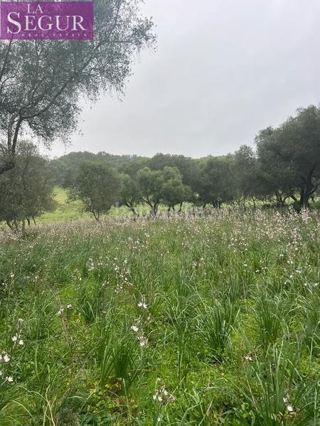 Foto 73765c3d-2cbb-42c9-b73f-9d338573751c. Terreno residencial magnífica finca en manzanete en Barbate