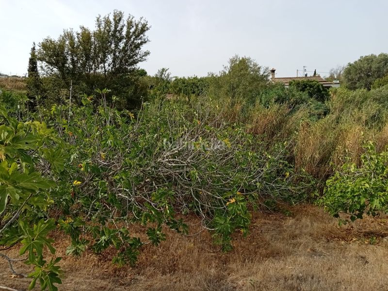 Foto 4fcc564a-c39c-4e44-8226-05805c72393e. Finca rústica a Medina Sidonia
